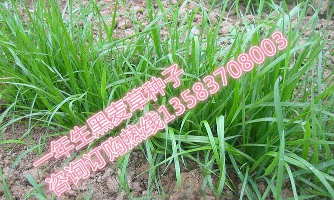 黑麦草留种子的最佳方法是什么？留种过程中需要注意哪些问题？