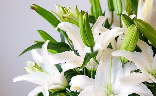 白色百合花的花语与意义(纯洁) 白色百合花的花语与意义(纯洁)