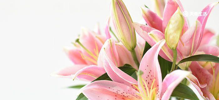 白色百合花的花语与意义(纯洁) 白色百合花的花语与意义(纯洁)