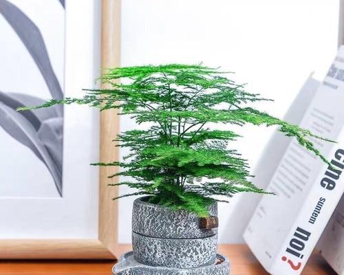 家里可以种文竹吗？文竹种植的条件和注意事项是什么？