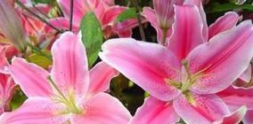 粉色百合（探寻粉色百合的花语及其魅力）