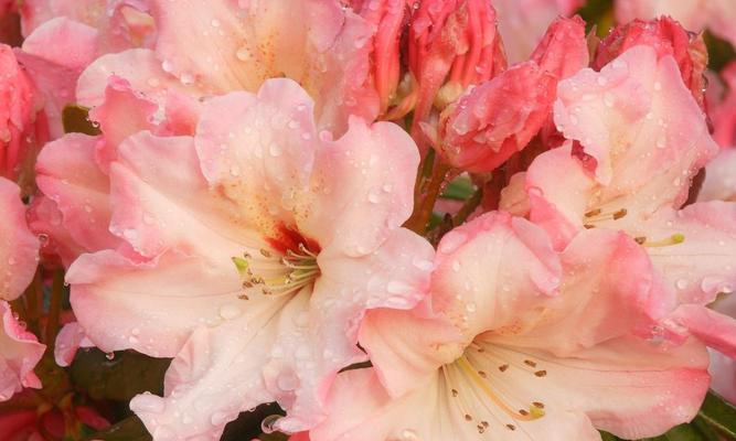 粉色百合（探寻粉色百合的花语及其魅力）