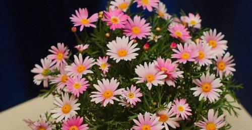 深情厚意的宠爱之花——玫瑰的花语（玫瑰之语述说爱的温柔）