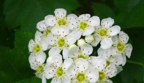 深情厚意的宠爱之花——玫瑰的花语（玫瑰之语述说爱的温柔）