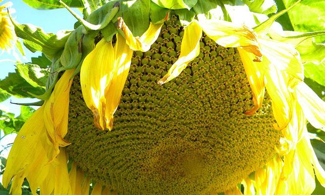 葵花籽什么时候成熟上市？如何判断最佳采摘时间？