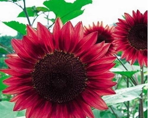 葵花籽什么时候成熟上市？如何判断最佳采摘时间？