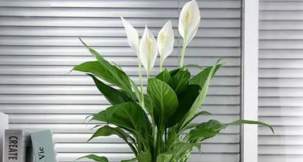 友情的花园（以代表友情的植物为主题的文章）