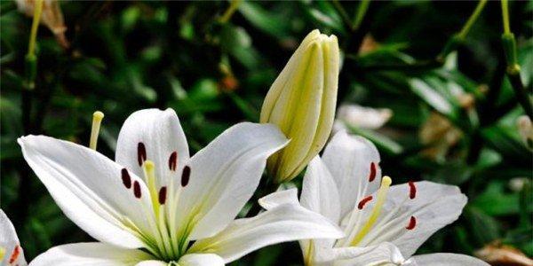 友情的花园（以代表友情的植物为主题的文章）