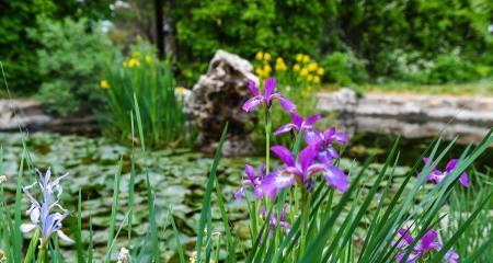 友情的花园（以代表友情的植物为主题的文章）
