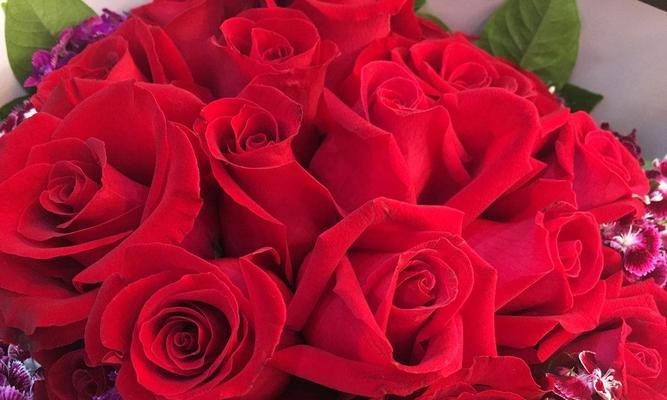 十九朵红玫瑰的花语——表达浓烈的爱情（用十九朵红玫瑰传递你的爱意）
