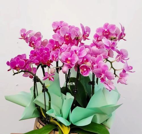 蝴蝶兰（展翅绽放的花语与寓意）