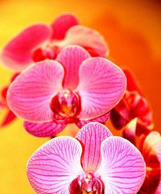 蝴蝶兰（展翅绽放的花语与寓意）