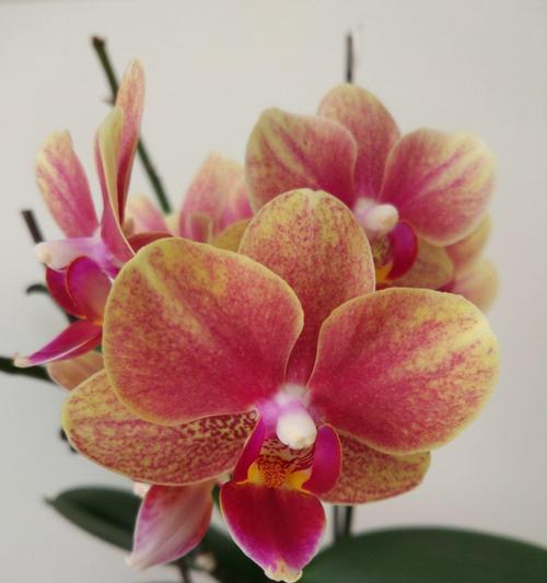 蝴蝶兰（展翅绽放的花语与寓意）