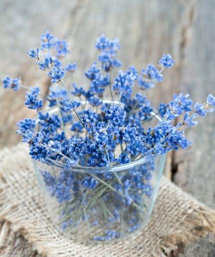 蓝色满天星花语与寓意(揭示花海中的浪漫与神秘) 蓝色满天星花语与寓意(揭示花海中的浪漫与神秘)