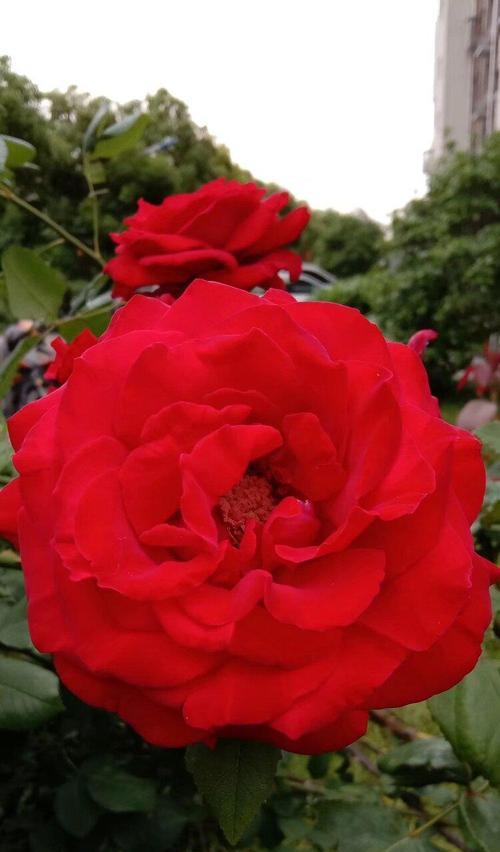 红色月季花语（红色月季花语及其象征意义解读）