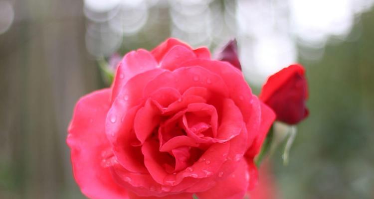 红色月季花语（红色月季花语及其象征意义解读）