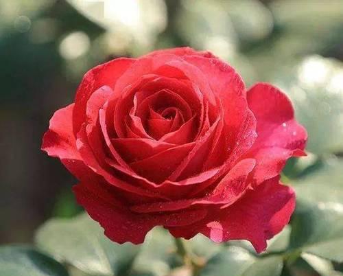 红色月季花语（红色月季花语及其象征意义解读）