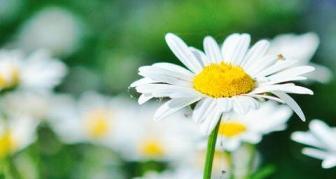 洋甘菊的花语与寓意（揭示洋甘菊的花语和寓意）