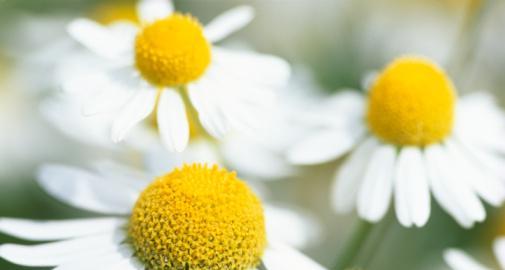 洋甘菊的花语与寓意（揭示洋甘菊的花语和寓意）