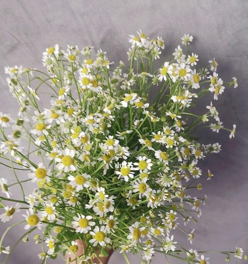 洋甘菊的花语与寓意（揭示洋甘菊的花语和寓意）