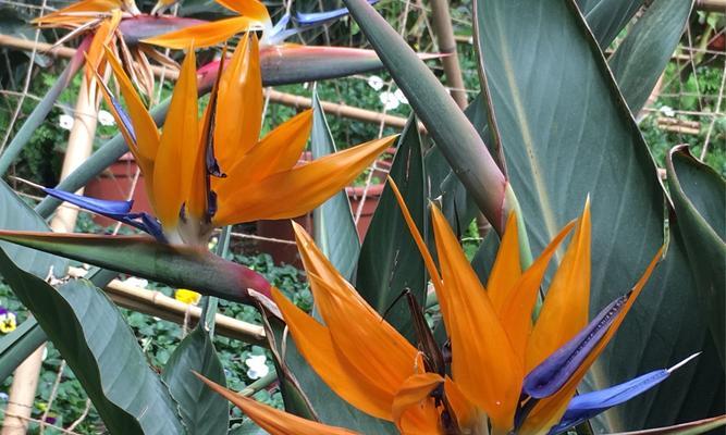 天堂鸟花语(探索天堂鸟花语的意义与象征) 天堂鸟花语(探索天堂鸟花语的意义与象征)