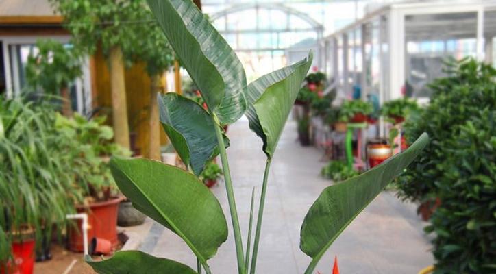 天堂鸟花语(探索天堂鸟花语的意义与象征) 天堂鸟花语(探索天堂鸟花语的意义与象征)