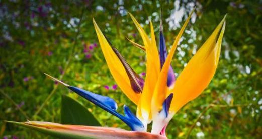 天堂鸟花语(探索天堂鸟花语的意义与象征) 天堂鸟花语(探索天堂鸟花语的意义与象征)