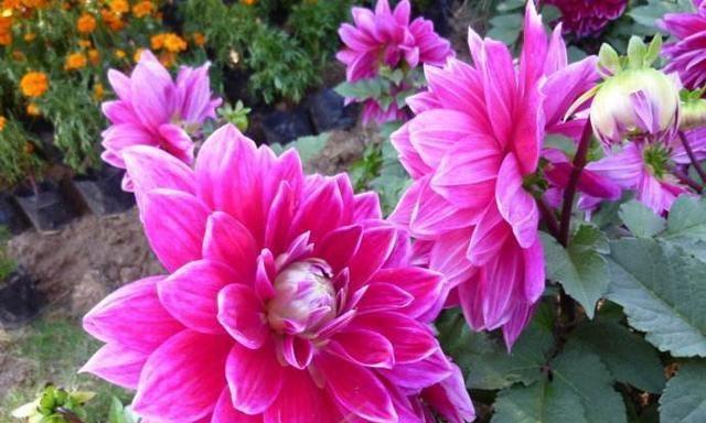 花语寓意-以菊花为主题的富贵之道(花语传达的富贵寓意与菊花的特色) 花语寓意-以菊花为主题的富贵之道(花语传达的富贵寓意与菊花的特色)