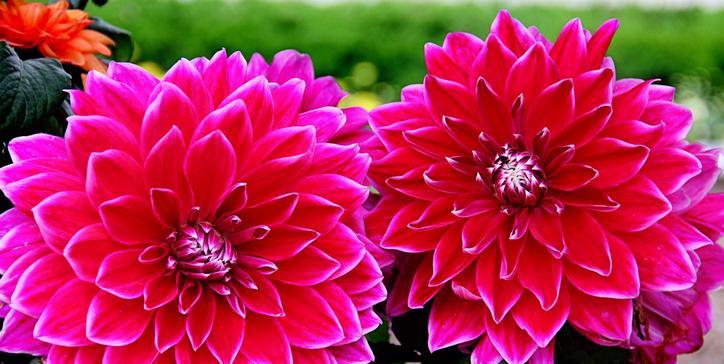 花语寓意-以菊花为主题的富贵之道(花语传达的富贵寓意与菊花的特色) 花语寓意-以菊花为主题的富贵之道(花语传达的富贵寓意与菊花的特色)