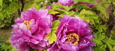 花语寓意-以菊花为主题的富贵之道(花语传达的富贵寓意与菊花的特色) 花语寓意-以菊花为主题的富贵之道(花语传达的富贵寓意与菊花的特色)