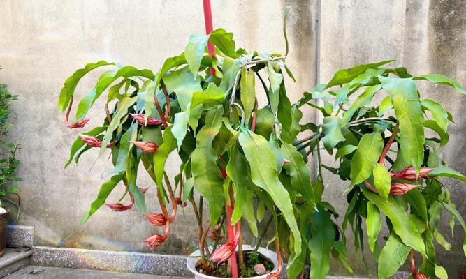 以昙花开的预兆（揭示未来的暗示与启示）