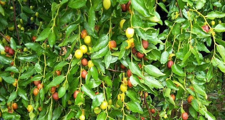 红枣几月份成熟上市？如何挑选新鲜红枣？