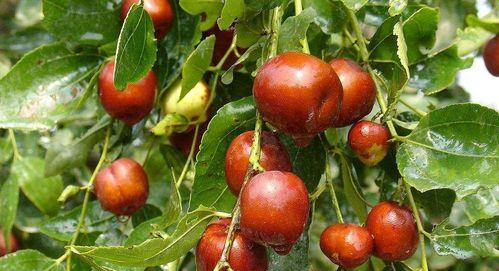 红枣几月份成熟上市？如何挑选新鲜红枣？