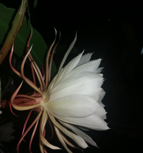 以昙花开的预兆（揭示未来的暗示与启示）