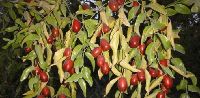 红枣几月份成熟上市？如何挑选新鲜红枣？