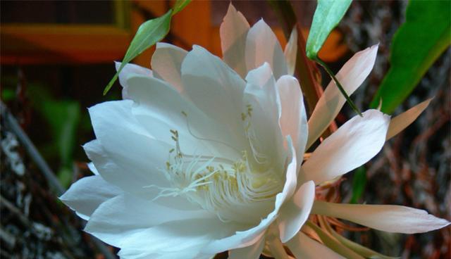 以昙花开的预兆（揭示未来的暗示与启示）