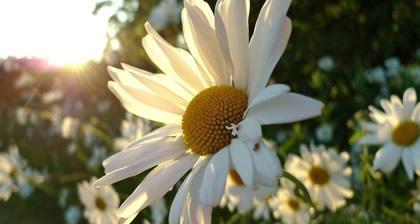 五彩缤纷的雏菊花语与寓意(以各种颜色雏菊为窗) 五彩缤纷的雏菊花语与寓意(以各种颜色雏菊为窗)