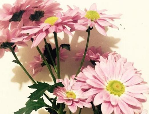 五彩缤纷的雏菊花语与寓意(以各种颜色雏菊为窗) 五彩缤纷的雏菊花语与寓意(以各种颜色雏菊为窗)