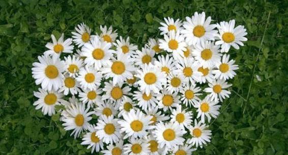 五彩缤纷的雏菊花语与寓意(以各种颜色雏菊为窗) 五彩缤纷的雏菊花语与寓意(以各种颜色雏菊为窗)