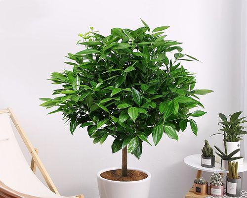 耐寒室内绿植大型盆栽有哪些推荐？如何挑选适合的盆栽？