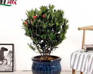 耐寒室内绿植大型盆栽有哪些推荐？如何挑选适合的盆栽？