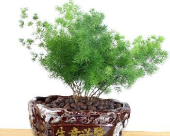 耐寒室内绿植大型盆栽有哪些推荐？如何挑选适合的盆栽？