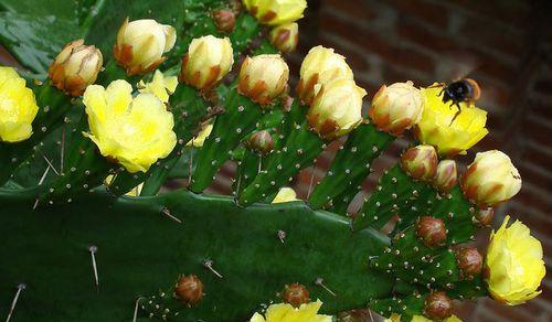 仙人掌花语的奥秘（揭示仙人掌花的神秘花语）