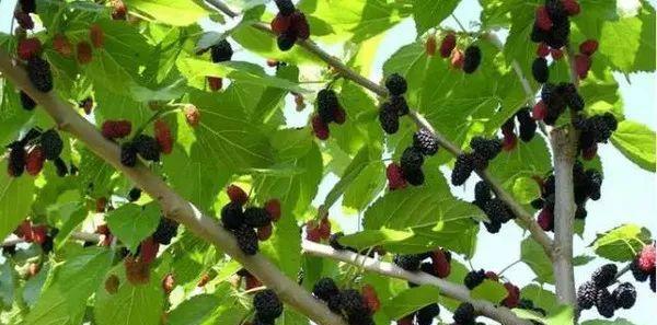 桑树喜阴还是喜阳?如何正确种植桑树以提高产量? 桑树喜阴还是喜阳?如何正确种植桑树以提高产量?