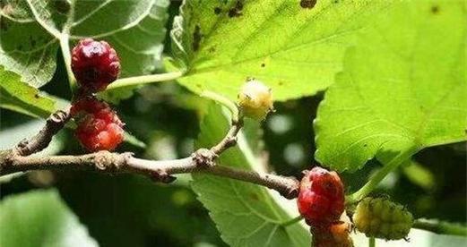 桑树喜阴还是喜阳?如何正确种植桑树以提高产量? 桑树喜阴还是喜阳?如何正确种植桑树以提高产量?