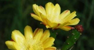 仙人掌花语的奥秘（揭示仙人掌花的神秘花语）