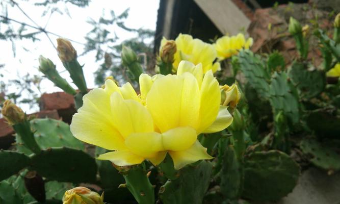 仙人掌花语的奥秘（揭示仙人掌花的神秘花语）