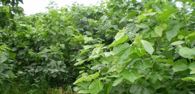 桑树喜阴还是喜阳?如何正确种植桑树以提高产量? 桑树喜阴还是喜阳?如何正确种植桑树以提高产量?