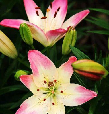 百合花的寓意与象征（探寻百合花背后的意义与象征）