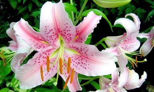 百合花的寓意与象征（探寻百合花背后的意义与象征）